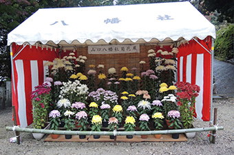 菊花展
